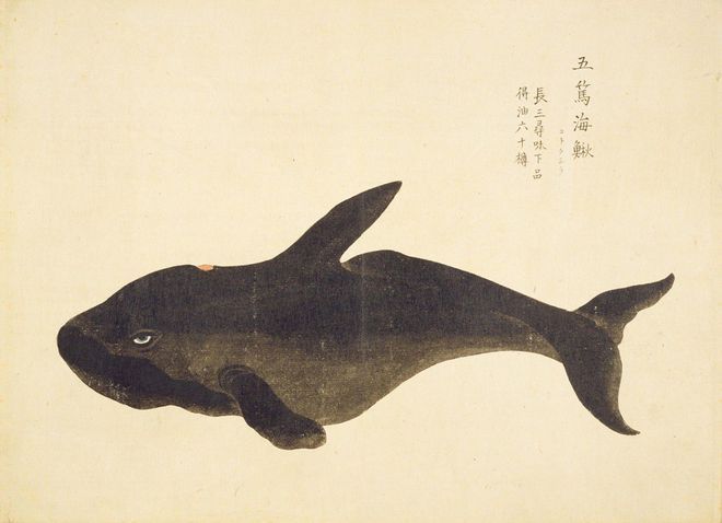 雷斯塔瑞龍魚(yú)屬于什么檔次（雷斯塔瑞龍魚(yú)屬于什么檔次雷斯塔瑞龍魚(yú)市場(chǎng)流行趨勢(shì)） 龍魚(yú)百科 第4張