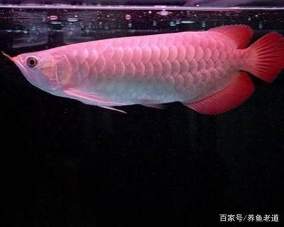 龍魚(yú) 濾材（關(guān)于龍魚(yú)濾材選擇的建議） 龍魚(yú)百科 第3張