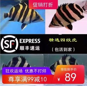 哪里賣龍魚便宜點(diǎn)呢（在何處購(gòu)買龍魚更為實(shí)惠）