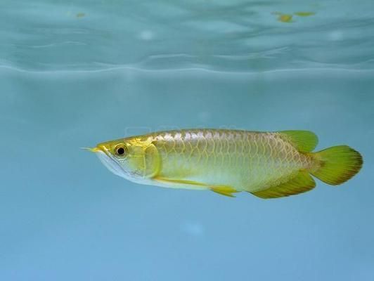 龍魚芯片有什么用（龍魚芯片如何植入） 龍魚百科 第4張