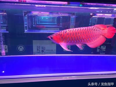 買龍魚去哪里買比較好呢（在哪里購買龍魚最為合適） 龍魚百科 第3張