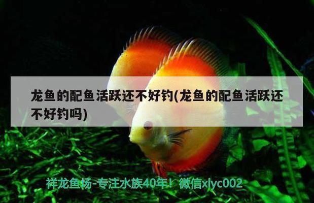 龍魚論壇哪個(gè)好（龍魚天下論壇新手指南） 龍魚百科 第5張