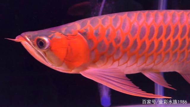 描述紅龍魚(yú)的句子（紅龍魚(yú)的飼養(yǎng)技巧） 龍魚(yú)百科 第4張