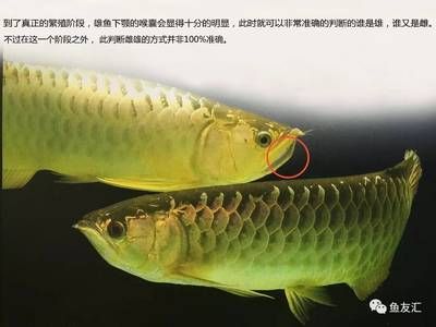 龍魚雄雌分辨圖解（龍魚性別鑒別誤區(qū)解析） 龍魚百科 第4張