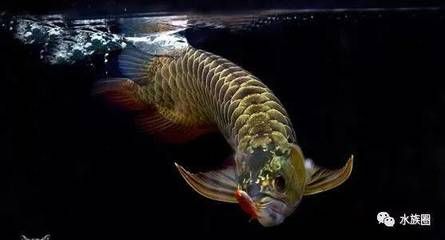 龍魚出自哪里（泰國斗魚與龍魚的區(qū)別,柬埔寨龍魚文化象征意義） 龍魚百科 第1張