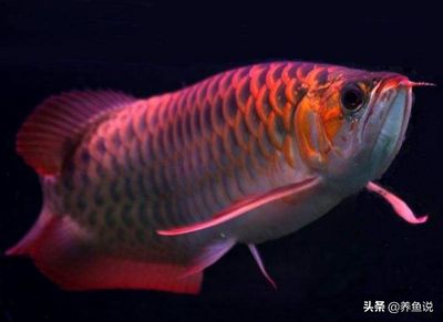 龍魚(yú)能用led燈嗎（如何選擇適合龍魚(yú)的led燈）