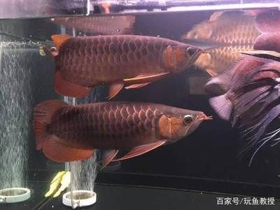 龍魚養(yǎng)多少條才不打架（龍魚養(yǎng)幾條才不會打架） 龍魚百科 第5張