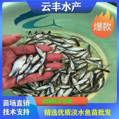 買(mǎi)銀龍魚(yú)苗（購(gòu)買(mǎi)銀龍魚(yú)苗時(shí)需要考慮價(jià)格、購(gòu)買(mǎi)渠道、魚(yú)苗質(zhì)量、養(yǎng)殖知識(shí)） 龍魚(yú)百科 第1張