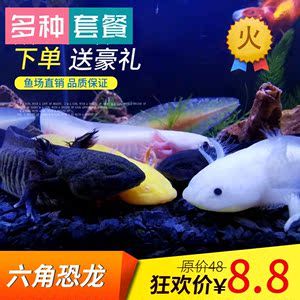 六角龍魚價格（六角龍魚價格因地區(qū)、大小、健康狀況以及是否為純種等多種因素而有所不同） 龍魚百科 第5張