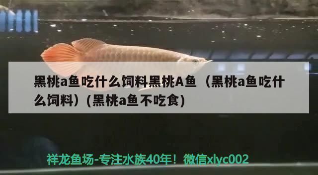 龍魚的飼料有哪些成分（如何判斷龍魚飼料中蛋白質(zhì)來源） 龍魚百科 第5張