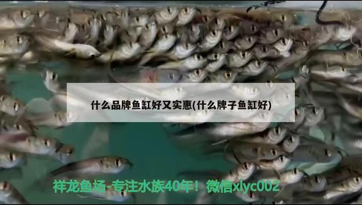 金龍魚尾巴白點（金龍魚尾巴出現白點可能是由多種原因引起的金龍魚尾巴白點）