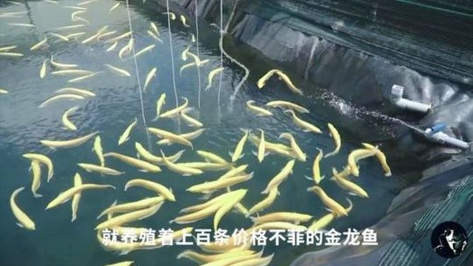 金龍魚(yú)怎么賣的多（金龍魚(yú)銷售成功的原因主要?dú)w結(jié)于以下幾個(gè)方面）