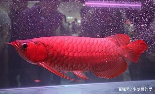 買龍魚怎么選品種（如何挑選龍魚） 龍魚百科 第1張