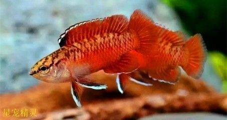 龍魚吃啥能變色?。堲~專用飼料哪種好） 龍魚百科 第1張