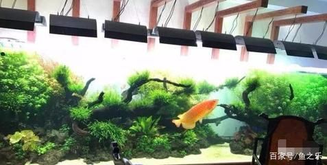 龍魚哪個品種好看又好養(yǎng)（金龍魚、銀龍魚、高背金龍魚和青龍魚混養(yǎng)注意事項） 龍魚百科 第5張