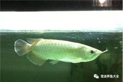 龍魚(yú)怎樣飼養(yǎng)（養(yǎng)龍魚(yú)的注意事項(xiàng)） 龍魚(yú)百科 第4張