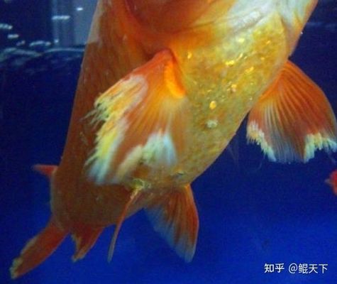 龍魚常見品種飼養(yǎng)與現(xiàn)狀研究方法是什么（龍魚常見品種及其飼養(yǎng)現(xiàn)狀介紹龍魚的飼養(yǎng)與現(xiàn)狀） 龍魚百科 第4張