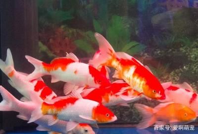 最大的紅龍魚品種（最大的紅龍魚品種是什么？） 水族問答