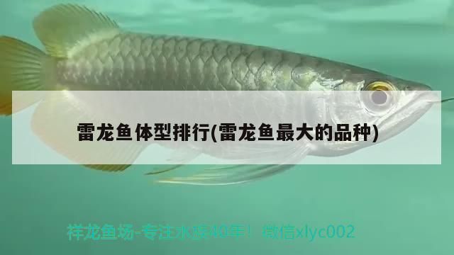 雷龍魚成體大?。ɡ堲~成體大小受品種、飼養(yǎng)者需要注意以下幾個方面） 龍魚百科 第2張