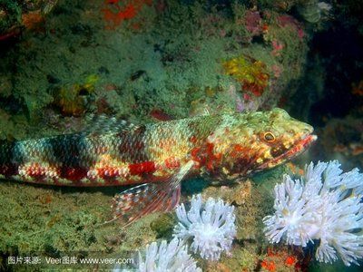 深海 龍魚(yú)（深海龍魚(yú)是一類(lèi)適應(yīng)深海環(huán)境的魚(yú)類(lèi)，它們是一類(lèi)適應(yīng)深海環(huán)境的魚(yú)類(lèi)） 龍魚(yú)百科 第2張