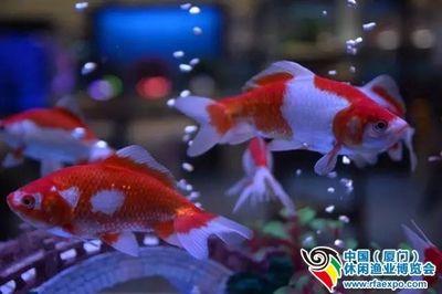 上海龍魚展會（2019上海龍魚展會門票多少錢） 龍魚百科 第3張