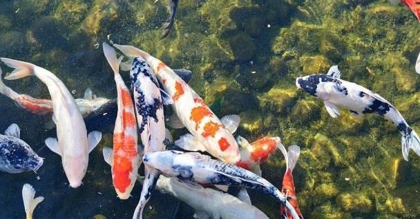 金龍魚(yú)保質(zhì)期多久正常（金龍魚(yú)的保質(zhì)期是多久？） 水族問(wèn)答