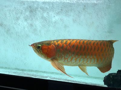 橘紅龍魚多大開始發(fā)色（橘紅龍魚發(fā)色過程及其最佳實踐） 龍魚百科 第3張