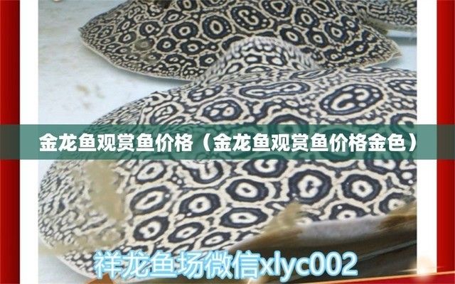 金色龍魚價格多少（金色龍魚價格波動原因金龍魚市場價格波動原因） 龍魚百科 第4張