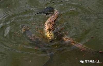 龍魚漲肚子怎么治療（龍魚漲肚子可能由多種原因引起，治療方法需要根據具體情況選擇） 龍魚百科 第3張