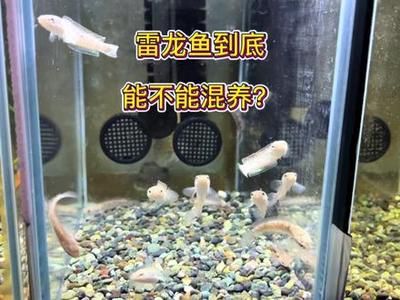 雷龍魚那個品種可以跟別的魚混養(yǎng)（如何避免雷龍魚領(lǐng)地爭斗） 龍魚百科 第2張