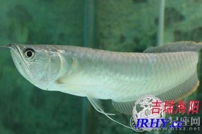 龍魚養(yǎng)幾條的寓意和象征（龍魚的寓意和象征） 龍魚百科 第4張