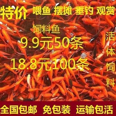 龍魚(yú)飼料排行榜第一名是什么（2024年龍魚(yú)飼料排名榜） 龍魚(yú)百科 第5張