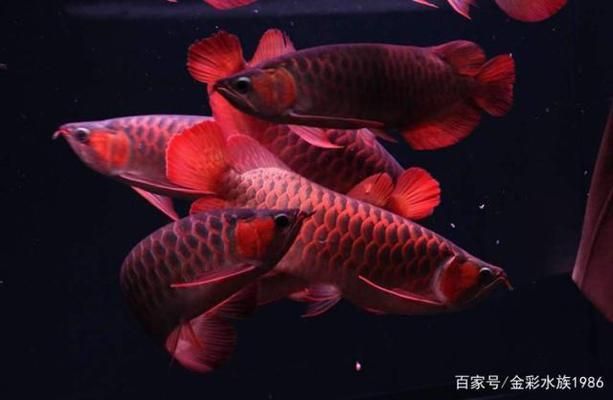 龍魚混養(yǎng)注意事項(xiàng)（龍魚混養(yǎng)的注意事項(xiàng)） 龍魚百科 第5張