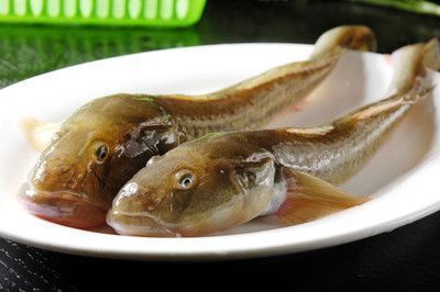 龍魚(yú)關(guān)刀魚(yú)混養(yǎng)怎么喂食的（關(guān)刀魚(yú)和龍魚(yú)混養(yǎng)需要注意什么？） 龍魚(yú)百科 第2張