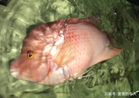 金龍魚散尾怎么治療圖片（如何診斷金龍魚是否患有散尾?。浚?水族問答