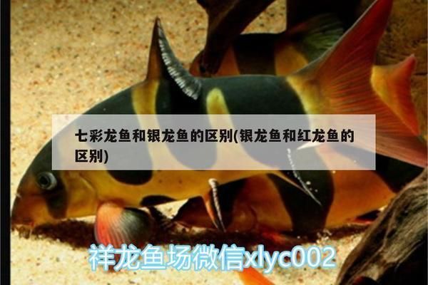 七彩龍魚和銀龍魚哪個(gè)好觀尚高（七彩龍魚和銀龍魚哪個(gè)更好養(yǎng)？） 龍魚百科 第2張