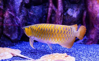 龍魚蒙眼能喂食嗎（龍魚蒙眼是否可以喂食）