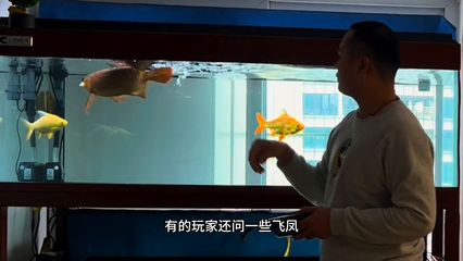 龍魚配泰國鯽一條還是兩條 貼吧（龍魚配泰國鯽的繁殖方式） 龍魚百科 第2張