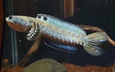 雷龍魚(yú)體型排行（雷龍魚(yú)體型排行信息小型雷龍魚(yú)體型排行信息） 龍魚(yú)百科 第5張