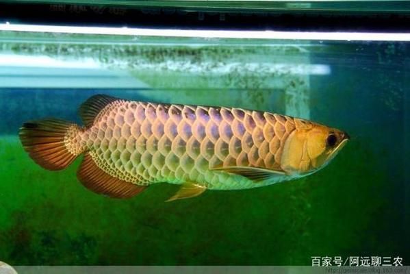 龍魚魚苗怎么養(yǎng)殖（養(yǎng)殖龍魚魚苗的注意事項） 龍魚百科 第4張