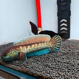 雷龍魚苗子（雷龍魚苗子的價(jià)格、養(yǎng)殖、購買途徑以及飼養(yǎng)難度）