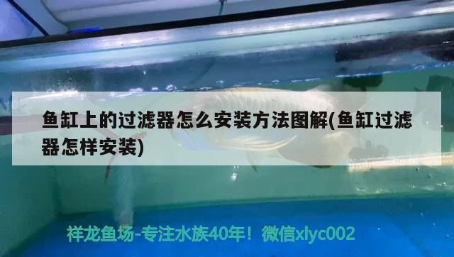 龍魚別名叫什么名字 龍魚百科 第1張