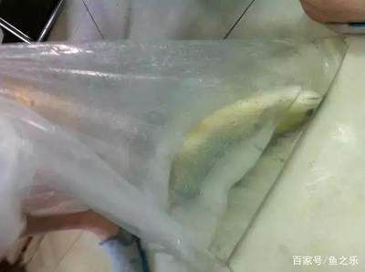 龍魚麻藥用多了怎么解決（龍魚麻藥用多了怎么辦）