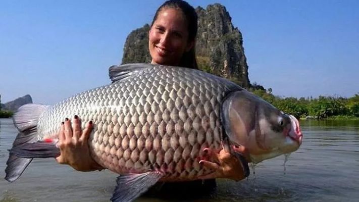 最好的龍魚(yú)多少錢一條呢（龍魚(yú)價(jià)格受哪些因素影響龍魚(yú)價(jià)格與養(yǎng)殖環(huán)境、品種有關(guān)嗎） 水族問(wèn)答