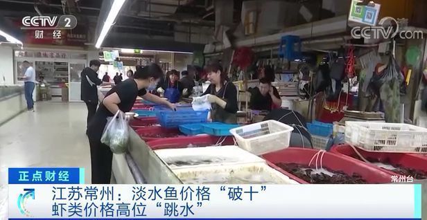 龍魚魚苗價格表（龍魚魚苗價格表摘要如下：龍魚魚苗價格表摘要如下） 龍魚百科 第5張