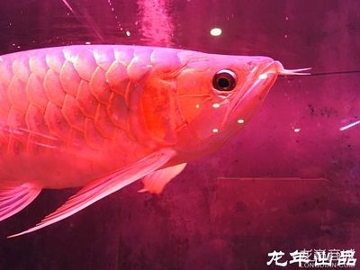 龍魚商城是什么平臺（龍魚商城二手商品鑒定服務） 龍魚百科 第2張