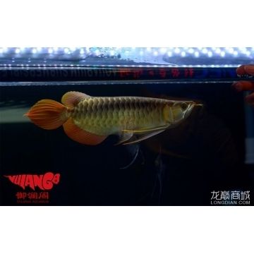 龍魚商城是什么平臺（龍魚商城二手商品鑒定服務） 龍魚百科 第3張