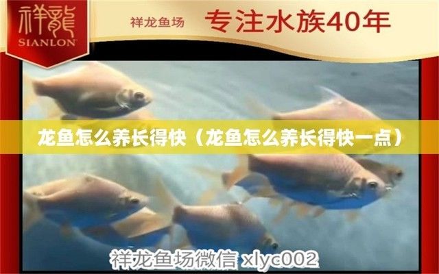 龍魚魚苗好養(yǎng)嗎怎么養(yǎng)的（飼養(yǎng)龍魚魚苗的方法）