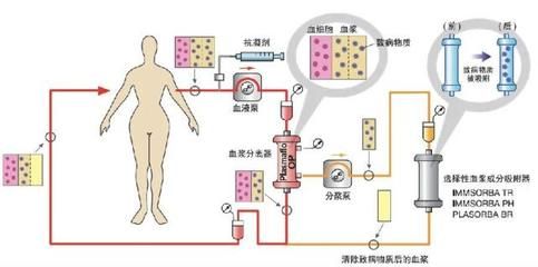 銀龍魚可以和金龍魚混養(yǎng)嗎圖片（銀龍魚和金龍魚可以混養(yǎng)嗎，） 水族問答