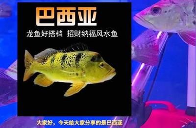 龍魚適合和什么魚一起養(yǎng) 龍魚百科 第4張